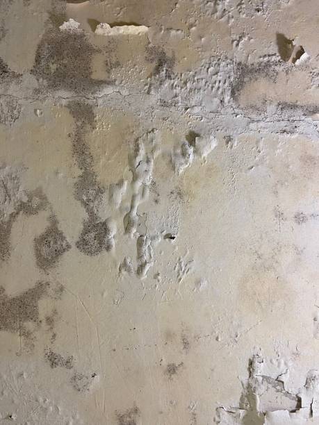 Siesta Shores, TX Mold Remediation Company