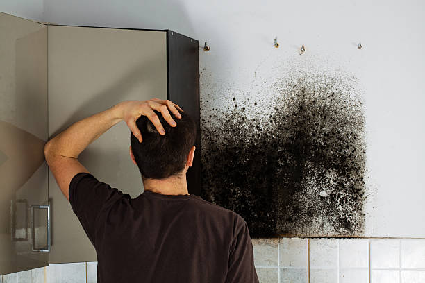 Best Attic Mold Remediation in Siesta Shores, TX